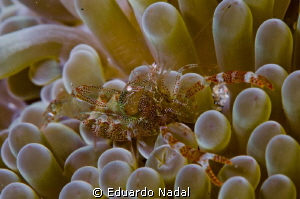 f18, clear-like shrimp by Eduardo Nadal 